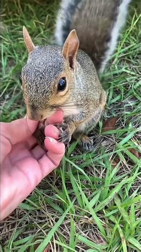 Cute squirrel eating a nut #animals #cute