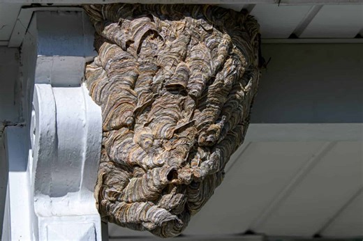 Differences Between Hornet and Wasp Nests