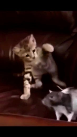 Funny Animal Videos:- click here for more videos... https://www.youtube.com/channel/UCTJPz1AXdPOT_0aEaq5ncTA Funny animal videos that will make you laugh out loud Hilarious animal moments caught on camera Top 10 funniest animal fails Cute animals doing silly things Try not to laugh challenge - funny animal edition Funny animal bloopers and outtakes Animals making silly noises compilation Laugh with these funny animal clips The funniest animal memes of all time Ultimate funny animal compilation A