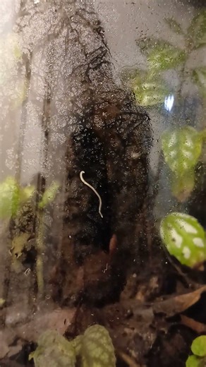 Large nematode worm inside of sealed terrarium
