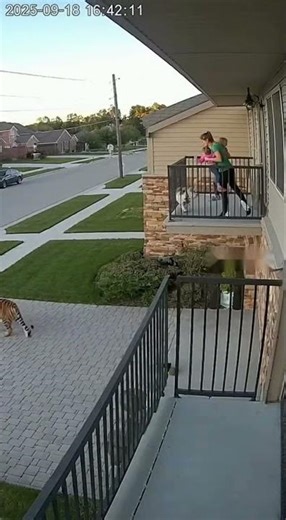 Dog Heroically Saves Baby from Tiger Attack | Ai CCTV Footage