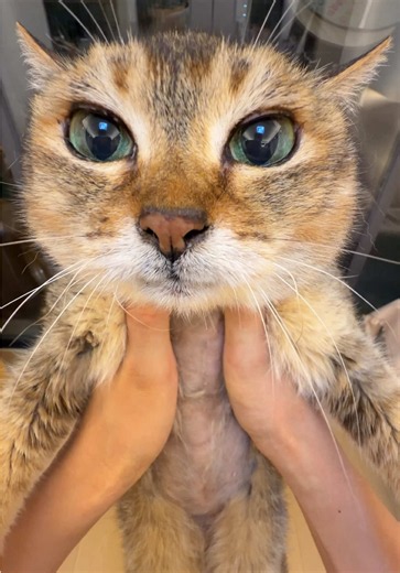 meimei的脚像不像鸡爪#toletolecat #meimei #cat #tiktok | tole tole