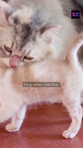 Why Cats Freeze When You Put a Collar On