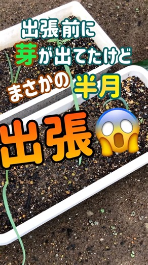 【ホームタマネギ】ほったらかしたら大変なことに！ #玉ねぎ #ホームタマネギ #プランター栽培