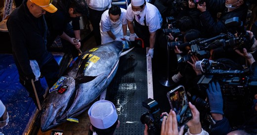 That's some pricey fish: A glimpse into Japan's New Year's tuna auction