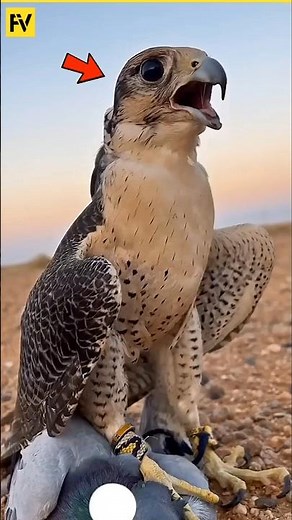 Deadliest Bird Alive 😳 Peregrine Falcon Attack!