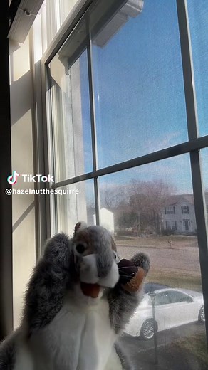 Funny Squirrel Commercial Meme