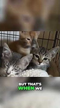 PART 3 - i tried to save all 5 kittens :/