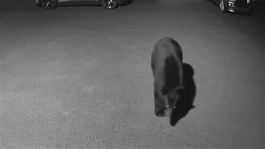 Black bear spotted in Northern Virginia backyard