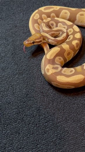 Caramel color ball python #snake #reptile #pet #animal #nature #petlovers #wildlife #animallovers