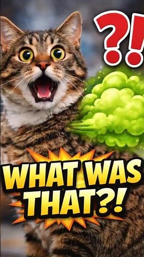 Funniest Cat Farts EVER 😂💨 | WHAT WAS THAT?!