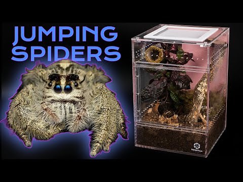 How to Set Up Bioactive Jumping Spider Enclosure | Hyllus diardi | Treehouse Switch Enclosure