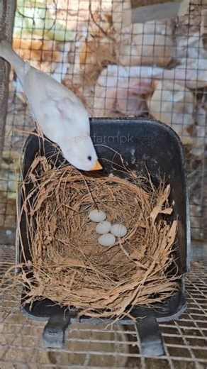 finch nest making🔥❤️#shorts #viralvideo