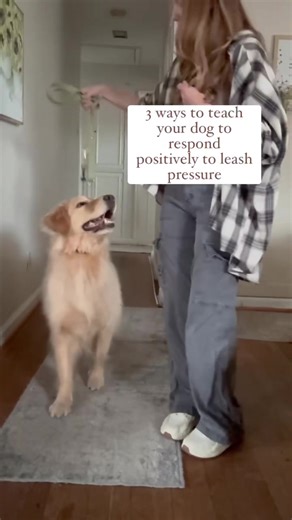 Dogs have a natural inclination to pull against any leash pressure they feel, which is why a lot of people feel like their dog is “stubborn” on the leash or walks better off leash. My favorite thing to teach with the leash is a positive association with the pressure! Once your dog realizes moving WITH the leash pressure leads to amazing things, it becomes such a helpful tool. The most important part of this is to keep the pressure gentle and constant until they do the command, as soon as they do