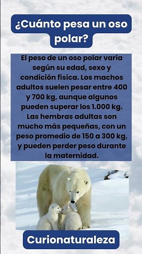 ¿Cuánto pesa un oso polar? #osopolar #curionaturaleza #curiosidades