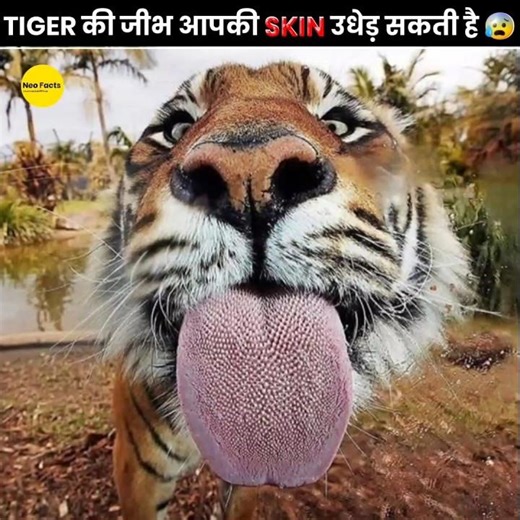 Why Does a Tiger’s Tongue So Sharp 😰