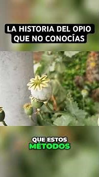 The story of a plant that changed the world of medicine - opium