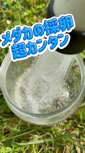 Super Easy! Collecting Medaka Eggs #HomeGardening #Medaka
