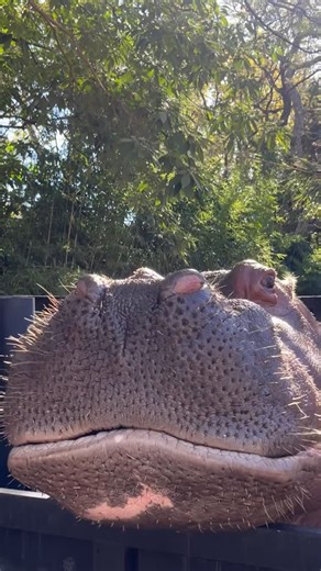 Ecoparque de Buenos Aires on Instagram: "🦛 Chequeos sin estrés: así cuidamos a Guille y Porota 💚 Todos los días, nuestros hipopótamos participan en entrenamientos que les permiten colaborar de forma tranquila y voluntaria en sus controles de salud: revisiones bucales, chequeos oculares, extracción de sangre y más. Estos ejercicios son claves para que los cuidadores y veterinarios puedan seguir de cerca su bienestar, sin necesidad de sedarlos ni generarles estrés. Todo con paciencia, cariño y m