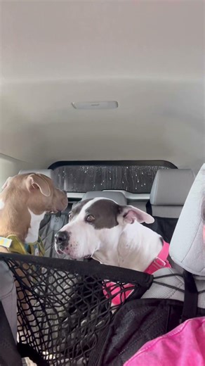 Feel the rainbow! 🌈 #likeandsubscribe #dog #otis #angel #dolly #carwash #rainbow #rollingstones