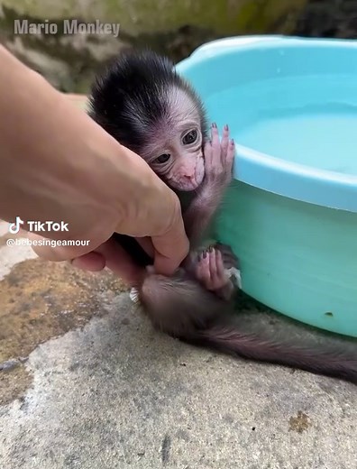 How to Safely Remove a Baby Monkey's Diaper