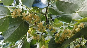 Linden Videos: Download 3+ Free 4K & HD Stock Footage Clips - Pixabay