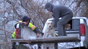Two dogs drive truck into river