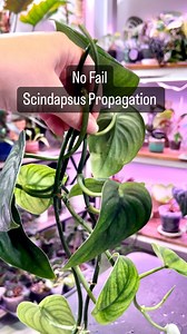 Do you have a favorite way to propagate? For many years, I only used water or soil propagation. That changed when I started getting into scindapsus. At first, I wanted to buy all the different varieties and could only afford cuttings. Which is horrible when you can’t get a cutting to root. The cuttings wouldn’t die, but would sit in the water for what I felt like was forever! I added, Pothos cuttings, and I added fertilizer to the water, neither seem to help. I started researching and found that
