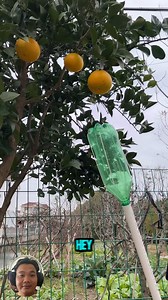 Just a pole, a plastic bottle, and some string, and you’ve got a fruit picker that grabs from way up high without bruising a thing. | Gayle’s Smart Ideas