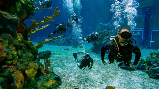 EPCOT DiveQuest Scuba Experience Returning on May 1st | Chip and Company