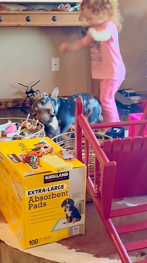2.8K views · 16 reactions | Don’t mind the mess Brentley was making a fort out of her toys and boxes lol. | Danelle Kauffeld | Facebook