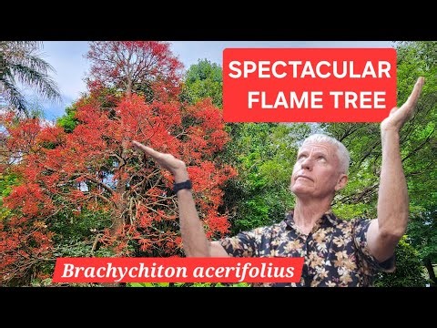 The Flaming Tree from Australia