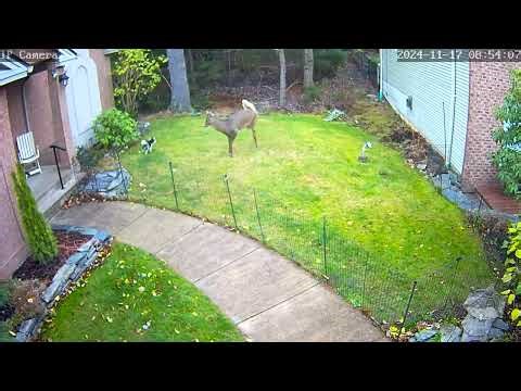 Deer Attacks Dog, Halifax Canada