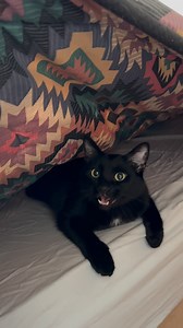 I give you my Churu… and MY catnip! . . The Baba Yaga Army, hehe 🐈‍⬛🐈⚔️ . Some of you OGs may recognize this meme from a while back; but it’s since been updated with even MORE comments! Hehe We love reading your comments😻 Truly one of the best parts about this community!! . And if you see your comment, please comment! Comment-ception! lol Thank you!🐈‍⬛🐈💖 . . . . . #cat #cata #catsofinstagram #catlover #catfans #catscatscats #catsoninstagram #catagram #catcommunity #lol #lotr #fandom #baba 