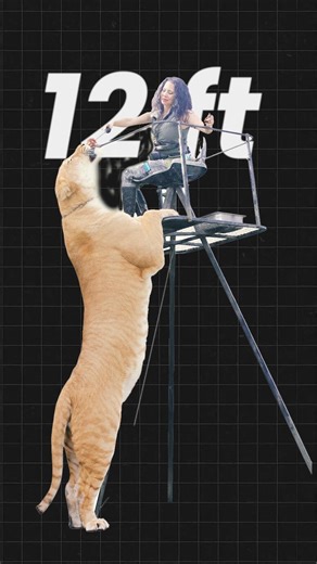 Liger Biggest cat in the world explained #wildlifeexplainer #animalexplainer #liger #hybridanimals