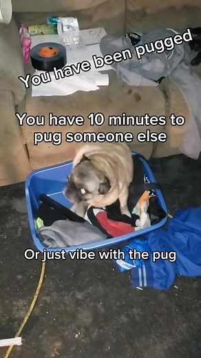 You have been pugged 😎 #pug #memes #funny #cute #trending #fypシ #foryou