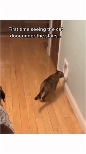 confused dog compilation #shortvideos #dog