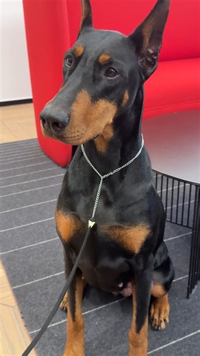 She's beauty. She's grace. She's the 2026 Westminster Kennel Club Dog Show Best in Show! 👏 Penny the Doberman Pinscher stopped by the AKC office to celebrate her big win. | American Kennel Club