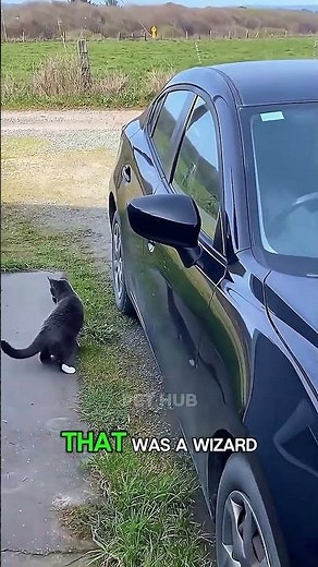 Cat Doing Magic Tricks in Real Life #shorts #cat