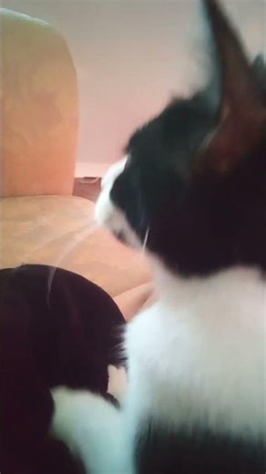 One of my kittens {Muppet} making biscuits