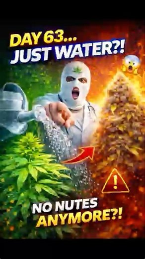 Day 63 Bloom 🔥 Massive Buds + Just Water?! #shorts #viral #shortsfeed #grow #plants