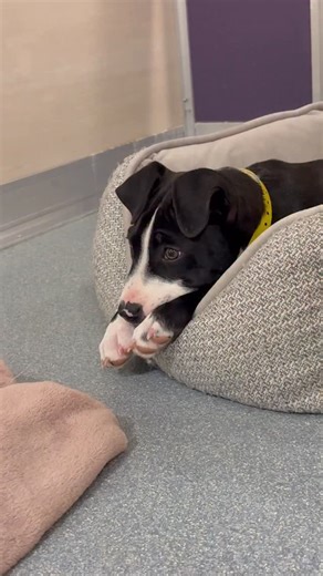 SPCA Westchester on Instagram: "Have you ever seen such a calm puppy?! This sweet boy is Batman—when he’s not being adorable and lazy in bed he’s a playful, basically perfect puppy! We’d love for this sweet pibble to find his forever home before the holidays ❤️ Stop in any day to meet Batman! #pitbull #pitbullsofinstagram #puppy #rescuedog #adopt"