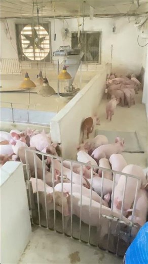 Piglet Chaos! Climbing to Escape 🐷💥