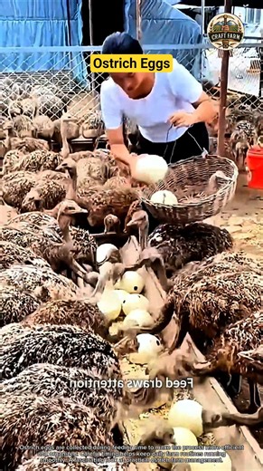 Collecting Ostrich Eggs During Feeding: Smooth and Efficient Farm Work 🥚🦤
