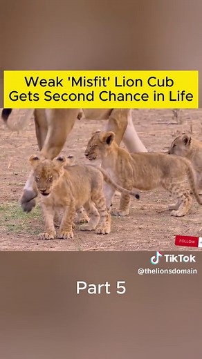 Weak 'Misfit' Lion Cub Gets Second Chance in Life - Ep5 #animals #foryou