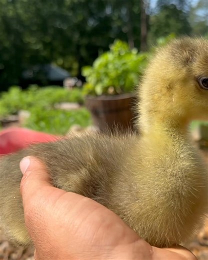 Look at those babies run! 🐥 🐥 | Plant Based Gabriel