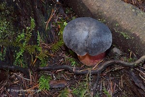 Oregon Mushroom Picking Regulations - Oregon Discovery