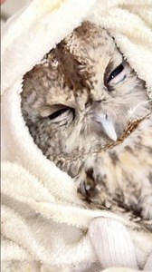 ✅ #フクロウ 爪とくちばしのケア🦉✨【一日一羽限定】やさしく整える、小顔施術の特別メンテナンス🪶 /#モリフクロウ#フクロウカフェ #秋葉原 #owl #owlcare
