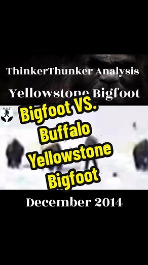 Here's @thinkerthunker and his breakdown of the infamous Yellowstone Bigfoot. It all went down in late December, 2014. This footage was being live streamed from webcams at the visitor center of Yellowstone National Park. There's a group of bison that are pictured grazing in a snowy field, but off in the distance behind them there is what appears to be hairy, very large, tall, and bi-pedal creatures moving in from behind the bison. Some people think it's just some unsuspecting oblivious tourists 