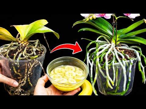 Orchid Root Rot A Simple Fix to Help It Recover Fast